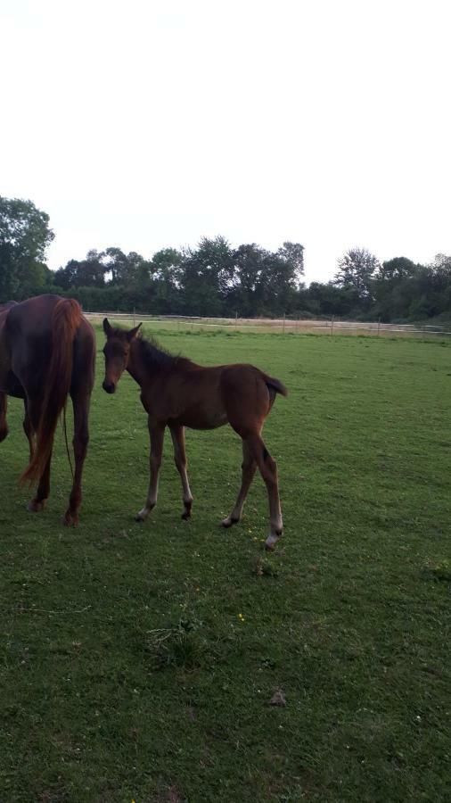 Gite Du Haras De Vales Moult Екстериор снимка